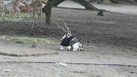 Blackbuck Stock Footage 165792251