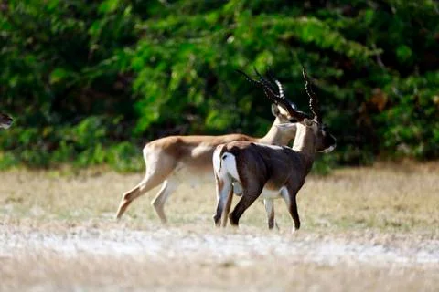 Blackbuck Fotos de archivo