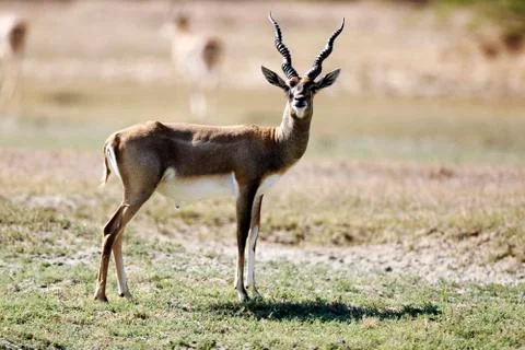 Blackbuck Fotos de archivo