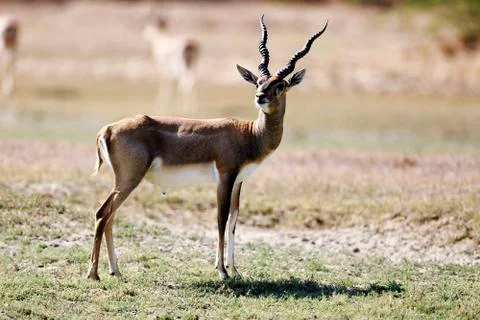 Blackbuck Fotos de archivo