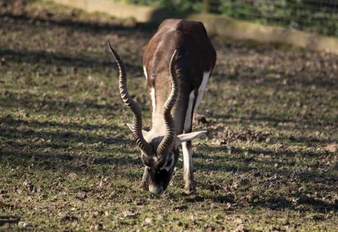 Blackbuck Stock Photos
