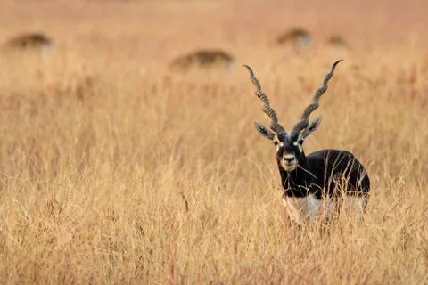 Blackbuck Stock Photos