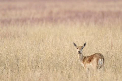 Blackbuck Foto stock