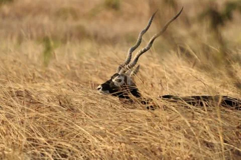 Blackbuck Foto stock