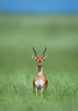 Blackbuck Stock Photos