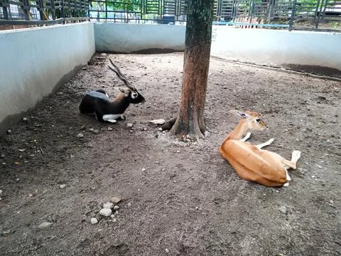 BlackBuck Stock Photos