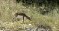 Blackbuck walking up hill close HD HD Footage