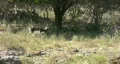 Blackbuck walking up hill HD HD Footage