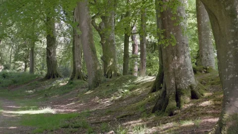 Blackbury Camp Hill Fort, Devon,  England, UK Video stock 310615925