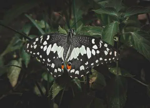 BlackButterfly Foto stock