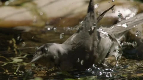 Blackcap Bathing on a Warm Summer Day Stock Footage 309765977