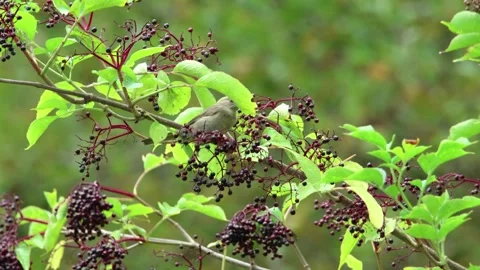 Blackcap bird perched on thin elder tree branch collecting eating elderberries Video stock 248741692