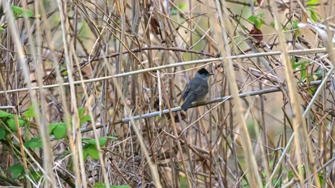 Blackcap bird singing at sunrise while perched on reed stem captured in slo.. Stock Footage 333752600
