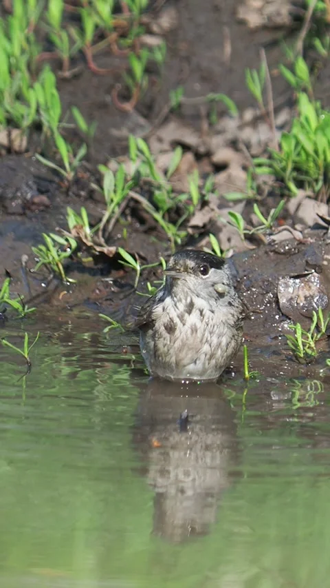 The blackcap bird taking a bath, Sylvia atricapilla, sound of singing birds Stock Footage 283837652