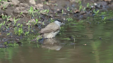 The blackcap bird taking a bath, Sylvia atricapilla Stock Footage 288119917