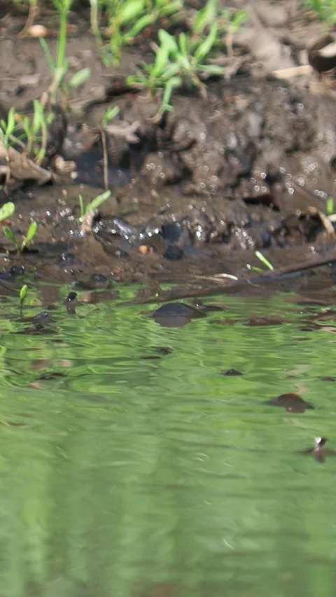 The blackcap bird taking a bath, Sylvia atricapilla Video stock 296653276