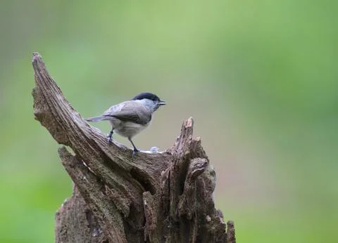 Blackcap Stock Photos