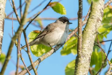 Blackcap Stock Photos