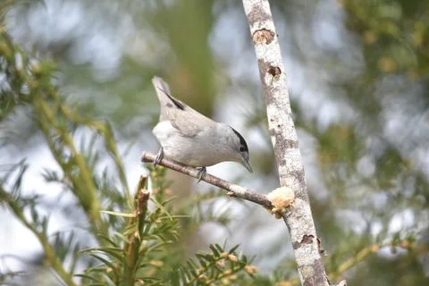 Blackcap Stock Photos