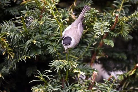 Blackcap Фото