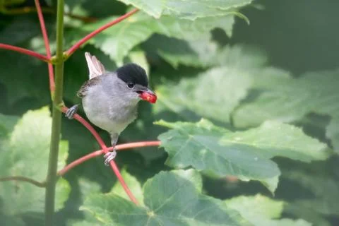 Blackcap with red berry Stock Photos