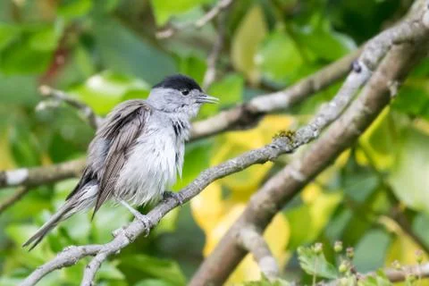 Blackcap ruffled feathers Stock Photos