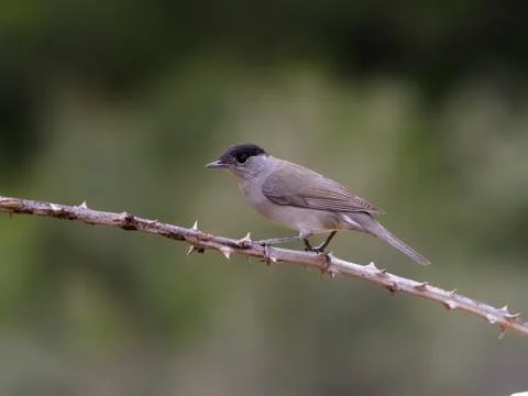 Blackcap, Sylvia atricapilla Foto stock