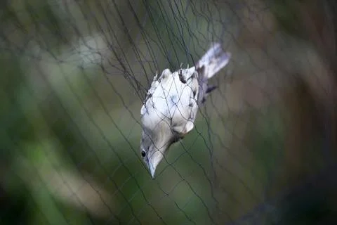 Blackcap in the trap Stock Photos