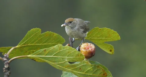 Blackcap Warbler Bird Feeding on Fig Fruit Stock Footage 332486287