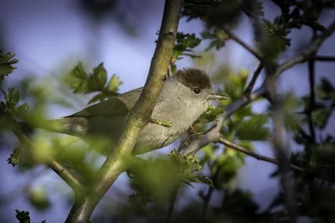 Blackcap warbler perched among spring foliage branches Stock Photos
