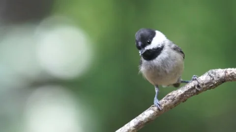 Blackcapped Chickadee Stock Footage 7729762