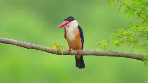 Blackcapped kingfisher perched on a tree branch against a green background Stock Footage 335491881