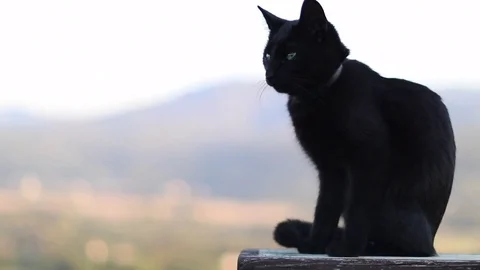 BlackCat Stock Footage 69792844