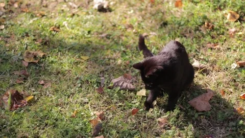 BlackCatAndMouse Stock Footage 69793103