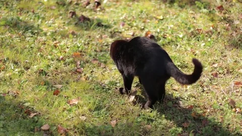 BlackCatAndMouse2 Stock Footage 69792763