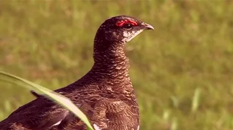 Blackcock Stock Footage 2001227