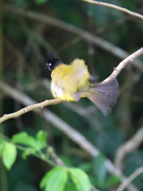 Blackcrested bulbul perched on a tree branch in the forest Vidéo 334635385