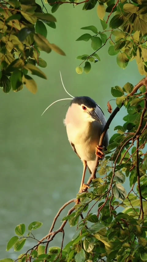 Blackcrowned night heron perched on a tree branch near water Stock Footage 336033278