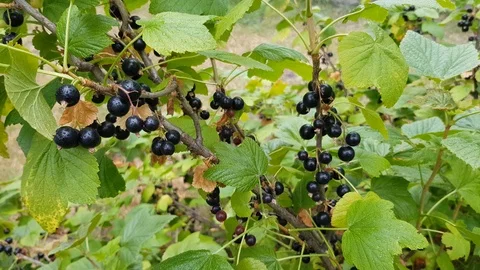 Blackcurrant among the foliage Stock-Footage 103526997
