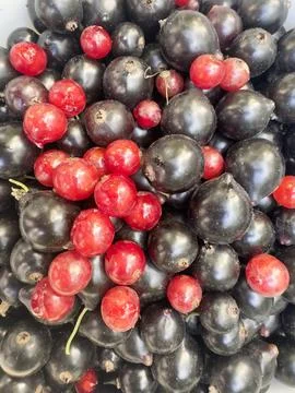 Blackcurrant and Redcurrant Close Up Stock Photos