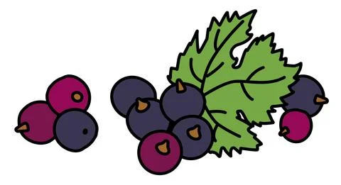Blackcurrant berries and leaf doodle cartoon style illustration. For menu Stock Illustration