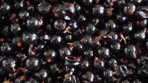 Blackcurrant berries as background Stock Footage 135264296