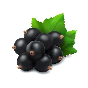 Blackcurrant berry. 3d vector illustration isolated on white background. Stock Illustration