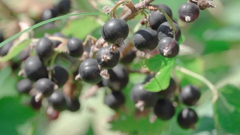 Blackcurrant Berry close up Stock Footage 113997959