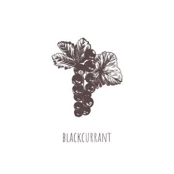 Blackcurrant berry vector illustration Stock Illustration