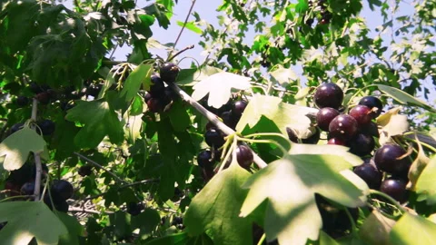 Blackcurrant Branch 스톡 동영상 103862509