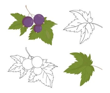 Blackcurrant Branch with Leaves Set. Isolated Vector Color Illustration and.. Stock Illustration