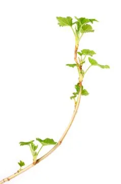 Blackcurrant branch in spring. Stock Photos