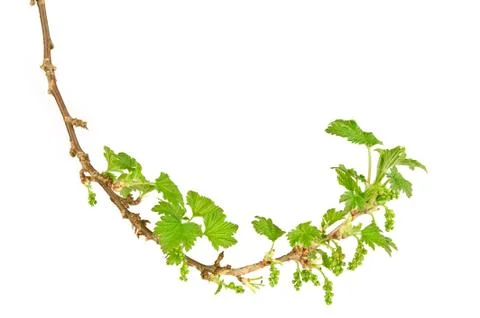 Blackcurrant branch in spring. Stock Photos
