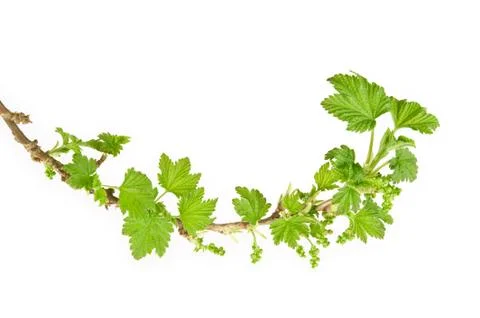 Blackcurrant branch in spring. Stock Photos